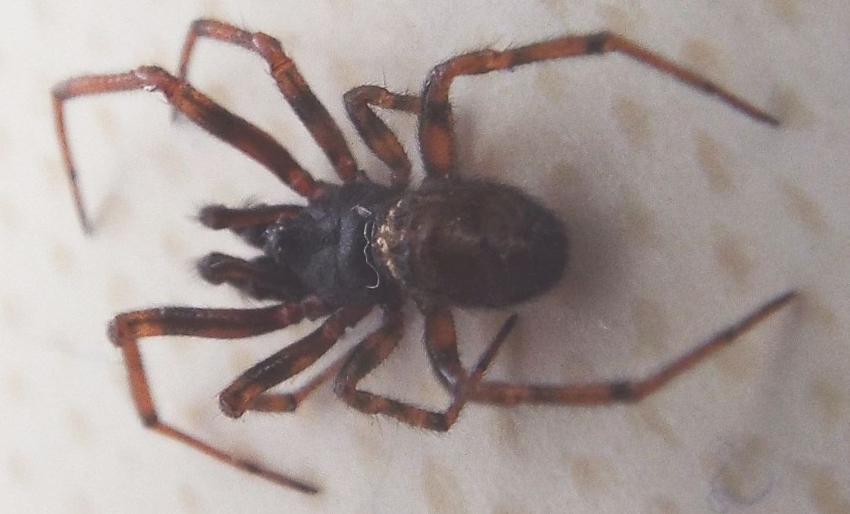 Steatoda bipunctata - Vigo di Fassa (TN)